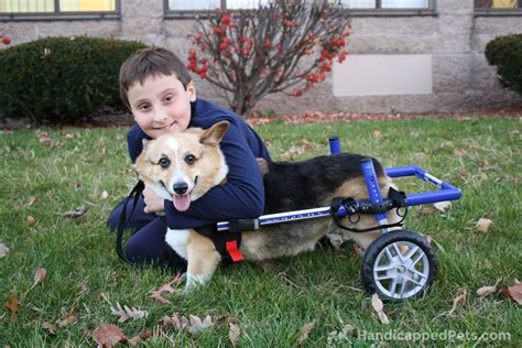 Walkin' Wheels SMALL Dog Wheelchair | Dog wheelchair, Dog clicker ...