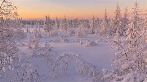 Snow Covered Pine Trees In Snow Field During Sunrise HD Nature ...