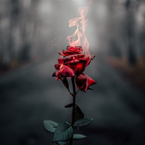 Rose flower Wallpaper 4K, Fire, Burning, Dark, Aesthetic