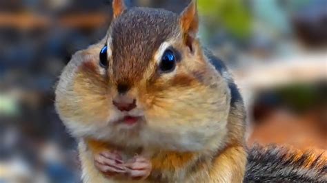 Chipmunk eating nuts | Cute / Funny moments | Call Sounds - YouTube