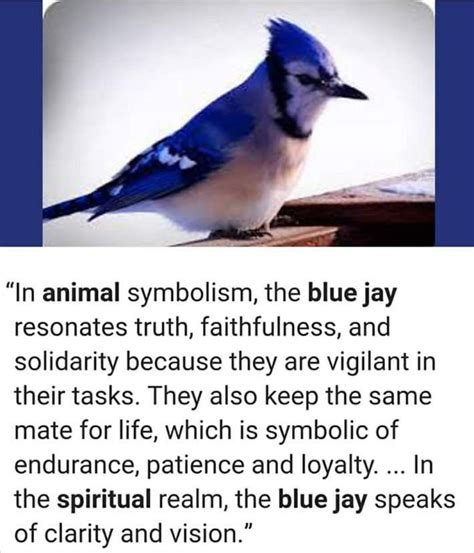 The blue jay feather s symbolism and meaning the full guide – Artofit