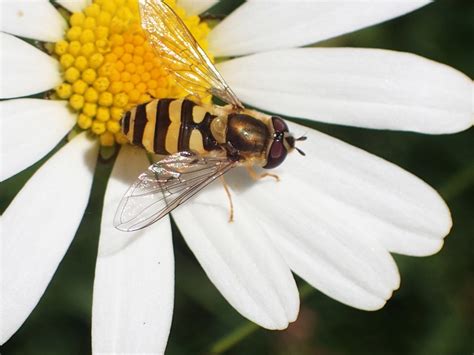 [Syrphus sp.] Syrphidae