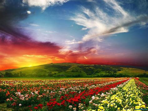 Field of Roses Wallpapers - 4k, HD Field of Roses Backgrounds on ...