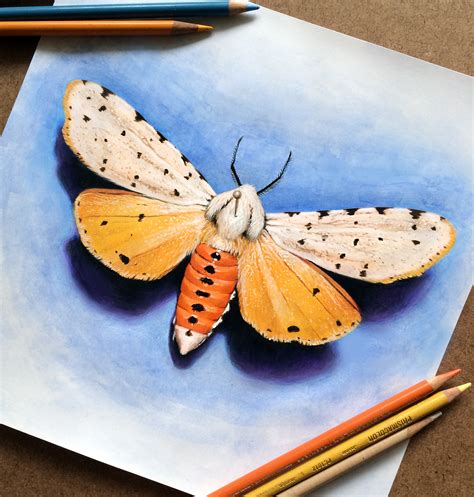 Moth Sketch, Colored Pencil/ Watercolor Base :: Behance