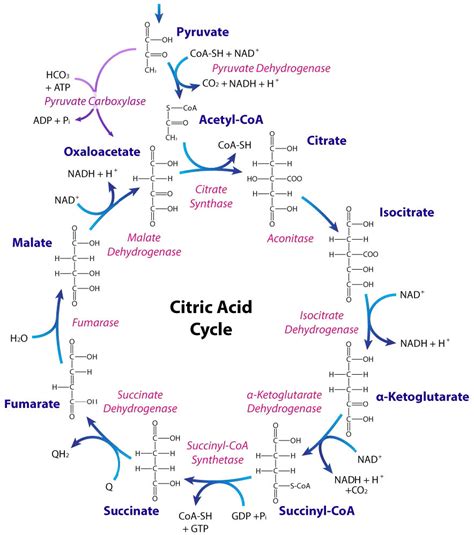 5.3: The Citric Acid Cycle – Introductory Biochemistry