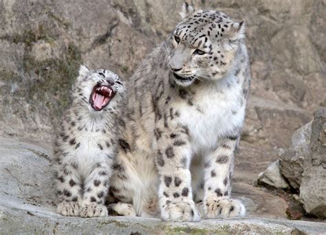 Adorable Snow Leopard Cubs Thriving at Zoo Zürich in Switzerland