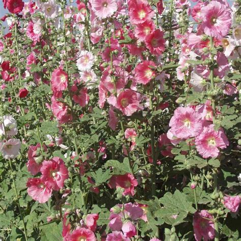 Hollyhock Seeds - Hollyhock Alcea Rosea Indian Spring Flower Seed