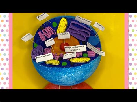 3d Animal Cell Models With Labels