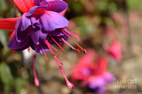 Purple Fuchsia Photograph by Scott Lyons - Fine Art America