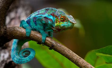 How Do Chameleons Change Colour? | Britannica