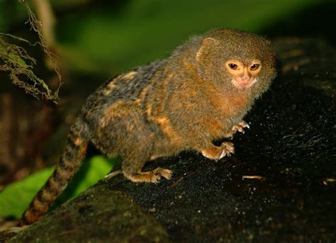 Pygmy Marmoset Facts, Baby, Habitat, Diet, Adaptations, Pictures