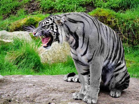 White-Tiger-roar.jpg « MyConfinedSpace