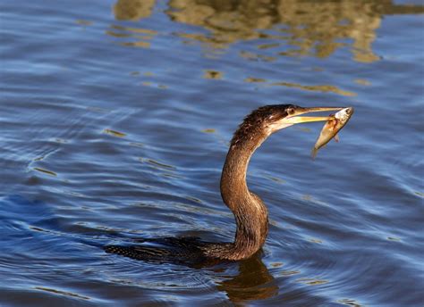 Anhinga vs. Cormorant… Two Fishing Styles | Phil Lanoue Photography