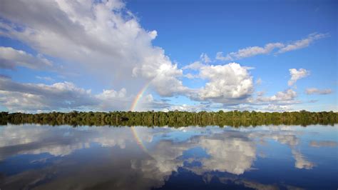 Bing HD Wallpaper Nov 27, 2023: Río Negro, Amazon basin, Brazil - Bing ...