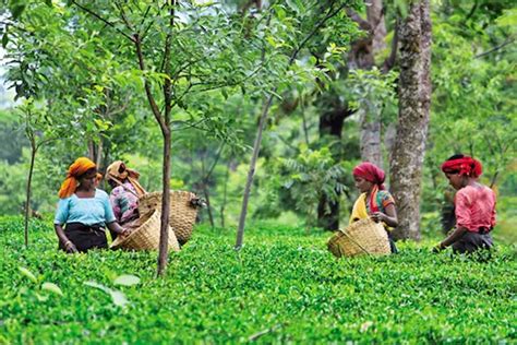 Kangra Tea: Himachal Pradesh's Kangra Tea will get GI Tag from European ...