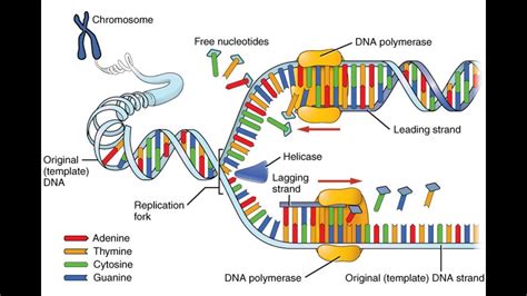 Dna Replication Animation