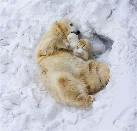 These Animal Families Posing In Pictures Will Make You Love Animals ...