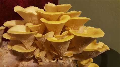 Pleurotus citrinopileatus: Golden Oyster Benefits & Identification