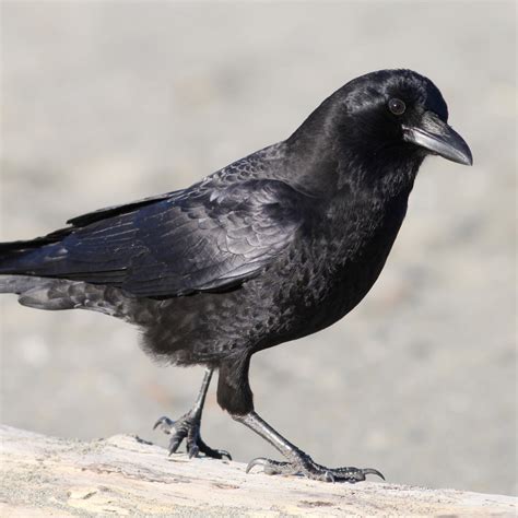 American Crow - American Bird Conservancy