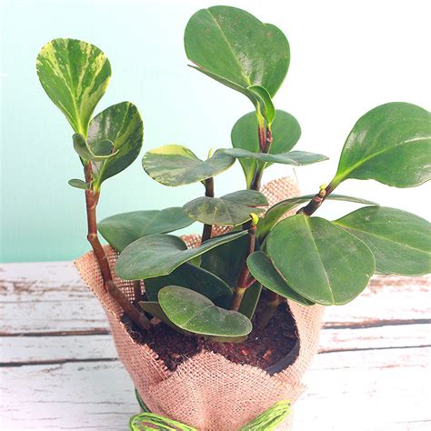 Peperomia Plant Care & Propagation Guide - RayaGarden