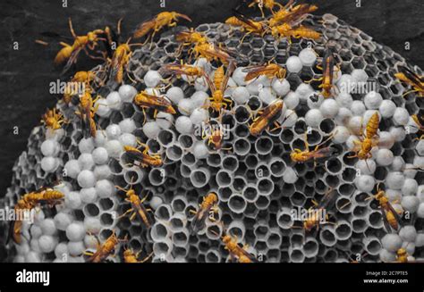 honey bee nest in wall Stock Photo - Alamy