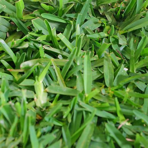 Palmetto® St. Augustine Grass Plugs - Sod Solutions