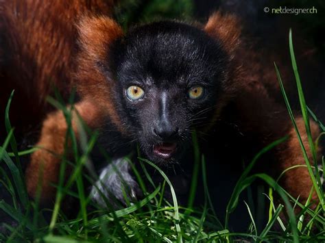 red ruffed lemur baby - | Lemur, Animals, Primates