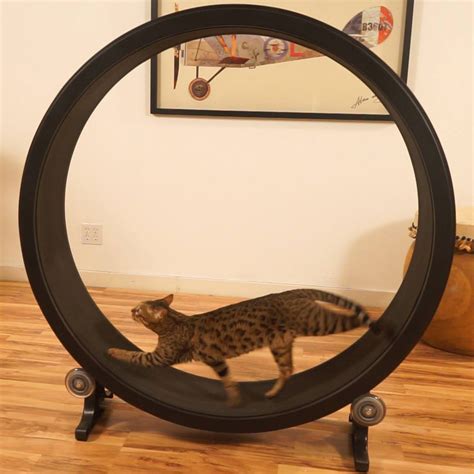 One Fast Cat - Cat Exercise Wheel | The Green Head