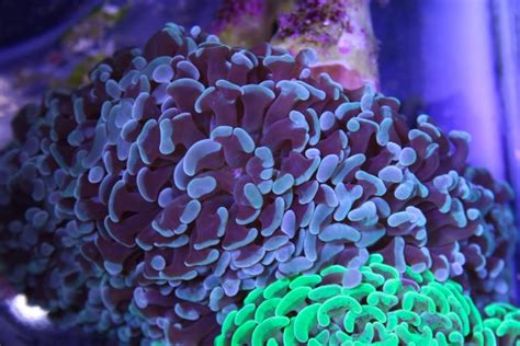 Hammer Coral: Why Should You Get One For Your Aquarium