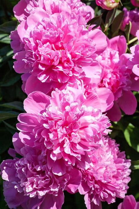 Pion, Pink Gentle Soft Peony Flower. Stylish Flowers For March 8 ...