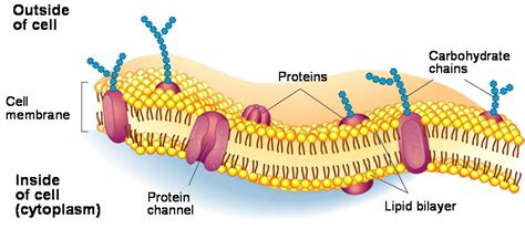 What are the main functions of the cell membrane? | Socratic