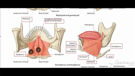 Hyoglossus muscle - YouTube