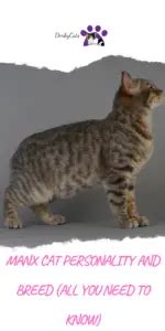 MANX CAT PERSONALITY AND BREED (ALL YOU NEED TO KNOW) - DorkyCats