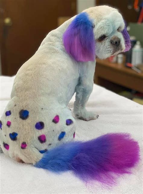 Pet Hair Dye For Dogs : Grooming image by Kama Maree | Dog hair dye ...