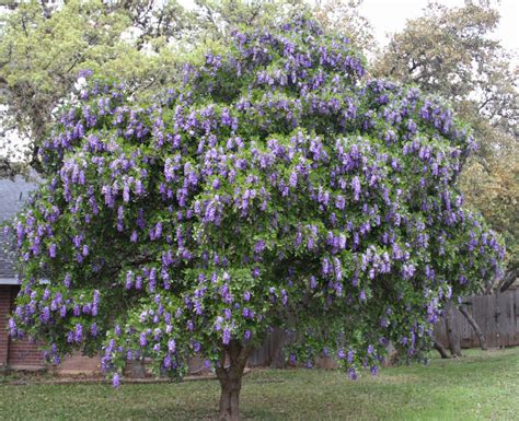 Texas mountain laurel Dermatophyllum secundiflorum (syn Sophora)—40 ...