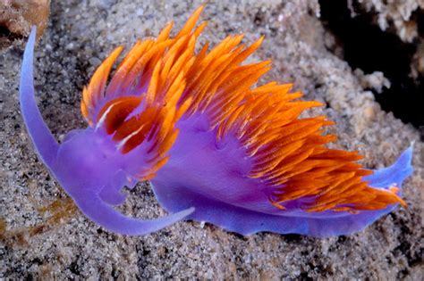 Purple Sea Slug Purple Sea Slugs Surprise Beachgoers In Northern ...