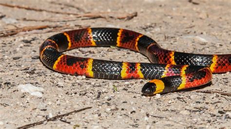 Coral Snake Vs King Snake Vs Milk Snake (Differences & Similarities)