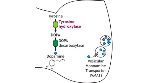 Neurotransmitters: Catecholamines (Dopamine, Norepinephrine ...