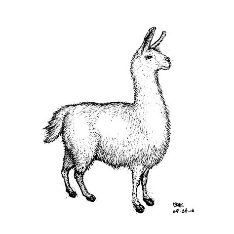 llama drawing Kawaii Drawings, Cartoon Drawings, Easy Drawings, Animal ...