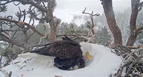 Big Bear bald eagles sit on eggs in snow as fans watch for hatchling ...