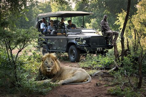 The Ultimate Guide to a South Africa Safari Experience | Go2Africa