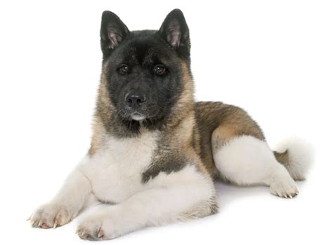 Akita Dog Breed Information, Pictures, Characteristics & Facts - Dogtime