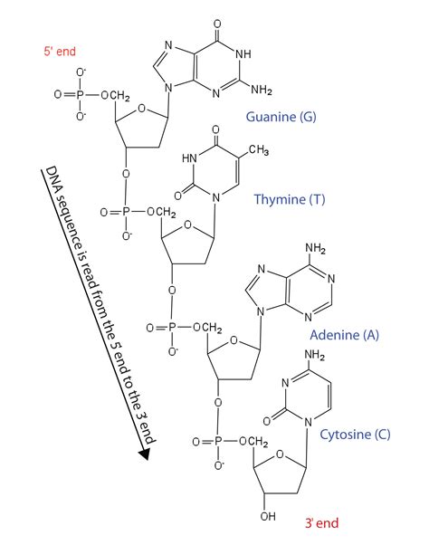 Nucleic Acid Structure