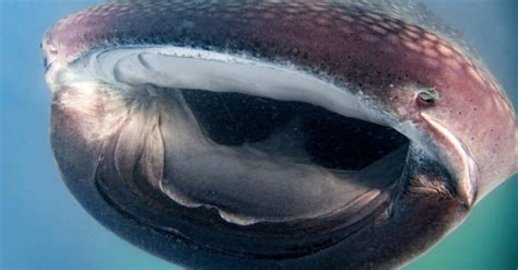 Whale Shark Teeth & Mouth: How Do They Feed? - A-Z Animals