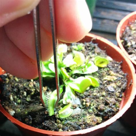 Feed a Venus Fly Trap - FlytrapCare.com