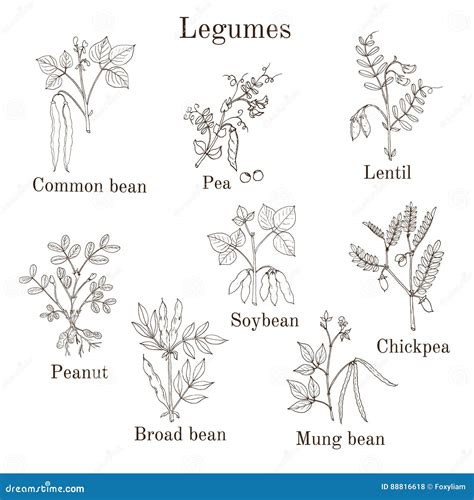 Legume Family Plants