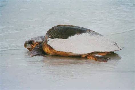 Sea Turtles | Sea Turtle Nests | Anna Maria Island