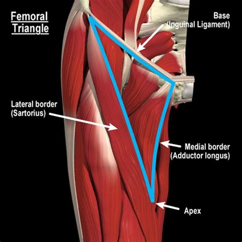 Medical anatomy, Body muscle anatomy, Anatomy