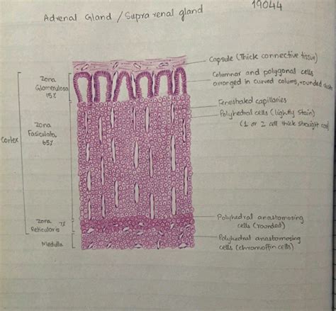 Adrenal Gland Histology Labeled