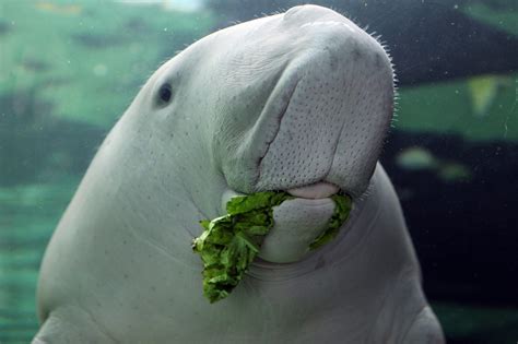 Dugong, cow of the sea